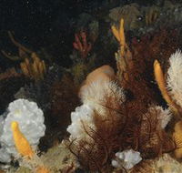 Point Hicks Marine National Park - Accommodation in Bendigo