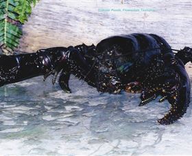 Lobster Ponds - Accommodation in Bendigo 2