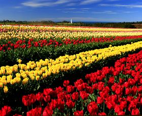 Table Cape - Accommodation in Bendigo 2