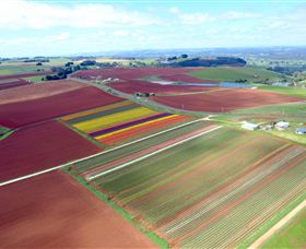 Table Cape - Accommodation in Bendigo 4