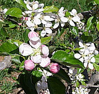 Avro Park Orchards - Accommodation in Bendigo