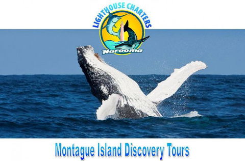 Lighthouse Charters Narooma - Accommodation in Bendigo 2