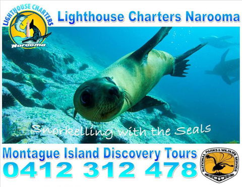Lighthouse Charters Narooma - Accommodation in Bendigo 12