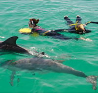 Rockingham Wild Encounters - Swim with Wild Dolphins - Accommodation in Bendigo