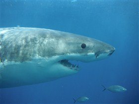 Goin' Off Safaris - Accommodation in Bendigo 6