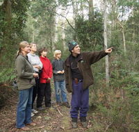 Great Western Tiers Forest Walks Tasmania - Accommodation in Bendigo