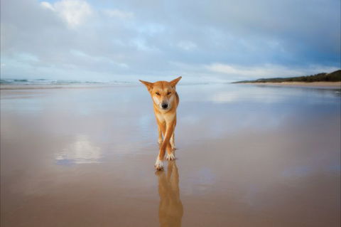 Fraser Island Adventure Tours - Accommodation in Bendigo 7
