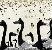 Tin Shed Art Gallery - Accommodation in Bendigo