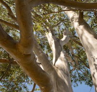 Lindsay Pryor Walk Australian National University - Accommodation in Bendigo