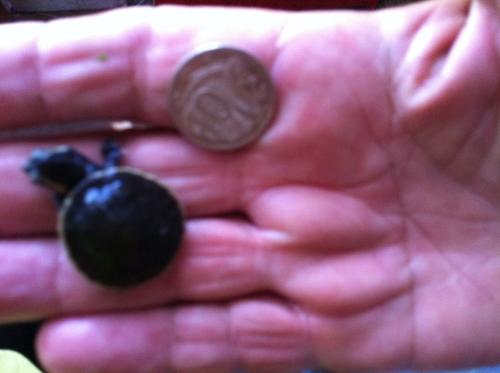 Marlow Lagoon NT Accommodation in Bendigo