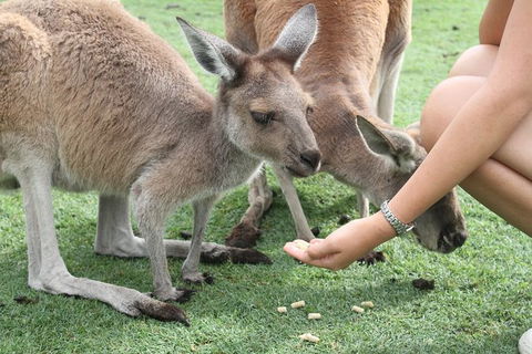 Pinnacles Desert, Koalas And Sandboarding 4WD Day Tour From Perth - Accommodation in Bendigo 32