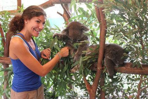 Pinnacles Desert, Koalas And Sandboarding 4WD Day Tour From Perth - Accommodation in Bendigo 29