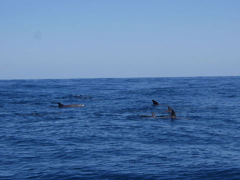 Rottnest Island Tour From Perth Or Fremantle Including Adventure Speed Boat Ride - Accommodation in Bendigo 6