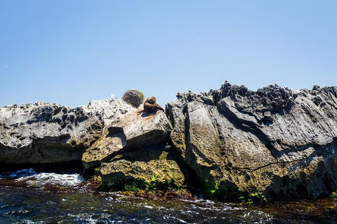 Rottnest Island Tour From Perth Or Fremantle Including Adventure Speed Boat Ride - Accommodation in Bendigo 9