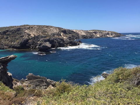 Rottnest Island Tour From Perth Or Fremantle Including Bus Tour - Accommodation in Bendigo 3
