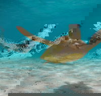 Turtle Eco Adventure Tour in Exmouth - Accommodation in Bendigo