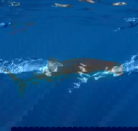 Private Whale Shark or Humpback Whale Swimming Tour - Accommodation in Bendigo