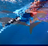 Swim with Whale Sharks- the largest fish in the world - Accommodation in Bendigo