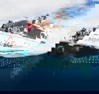 VIP luxury chartered escapes exploring the reef at your own pace - Accommodation in Bendigo