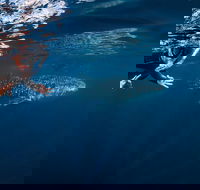 Deluxe WhaleShark Swim Tour on the Ningaloo Reef from Exmouth - Accommodation in Bendigo