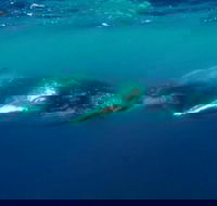 Humpback Whale Swim Tour - Accommodation in Bendigo