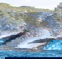 Jet Boat Whale Watching Safari from Dunsborough - Accommodation in Bendigo