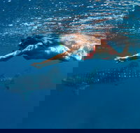Swim with Whale Sharks - Ningaloo Reef - 3 Islands Whale Shark Dive - Accommodation in Bendigo