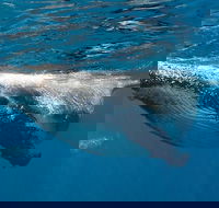 Swim with Humpback Whales - Ningaloo Reef - 3 Islands Whale Shark Dive - Accommodation in Bendigo