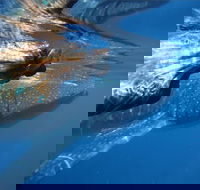 Ningaloo Whale Shark Swim on a Powerboat - Accommodation in Bendigo