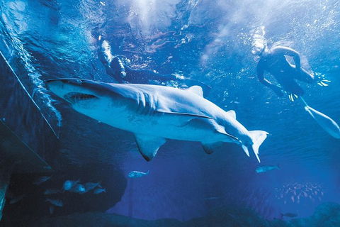 AQWA The Aquarium Of Western Australia: General Admission - Accommodation in Bendigo 9