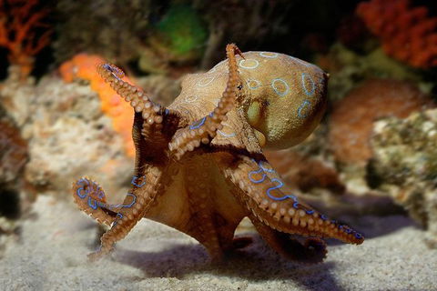 AQWA The Aquarium Of Western Australia: General Admission - Accommodation in Bendigo 15