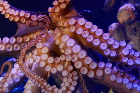 AQWA The Aquarium Of Western Australia: General Admission - Accommodation in Bendigo 8