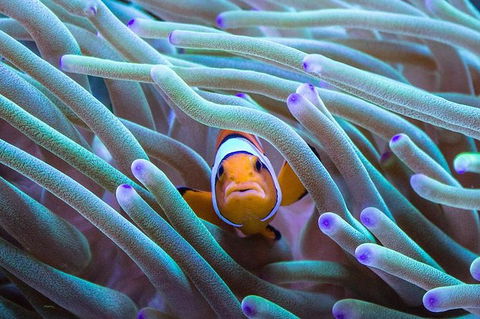 AQWA The Aquarium Of Western Australia: General Admission - Accommodation in Bendigo 4