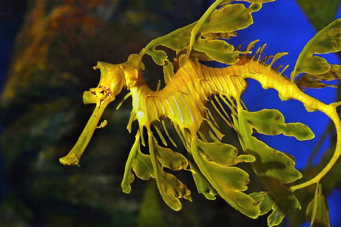 AQWA The Aquarium Of Western Australia: General Admission - Accommodation in Bendigo 13