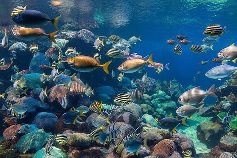 AQWA The Aquarium Of Western Australia: General Admission - Accommodation in Bendigo 10