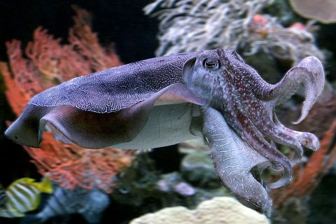AQWA The Aquarium Of Western Australia: General Admission - Accommodation in Bendigo 16