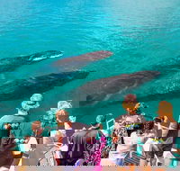 Humpback Whale Sunset Cruise - Accommodation in Bendigo