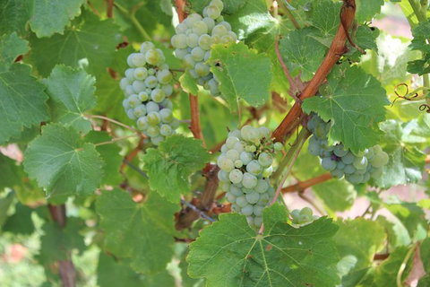 Margaret River Small-Group Full-Day Wine & Food Tour - Accommodation in Bendigo 20