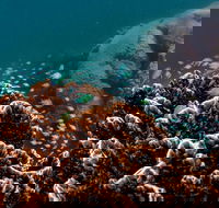Ningaloo Reef or Muiron Islands Snorkeling and Wildlife Adventure - Accommodation in Bendigo