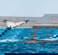 Ningaloo Reef Eco Tours - Accommodation in Bendigo