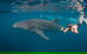 Ningaloo Reef Whale Shark Snorkeling Adventure Apr-July - thumb 0