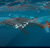Ningaloo Reef Whale Shark Snorkeling Adventure Apr-July - Accommodation in Bendigo