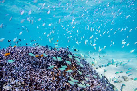 Ningaloo Reef Whale Shark Snorkeling Adventure Apr-July - Accommodation in Bendigo 6