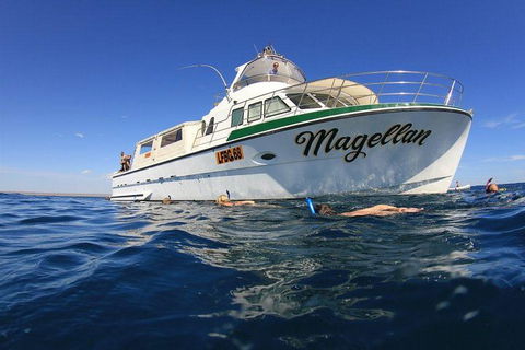 Ningaloo Reef Whale Shark Snorkeling Adventure Apr-July - Accommodation in Bendigo 13
