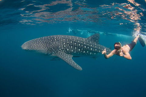 Ningaloo Reef Whale Shark Snorkeling Adventure Apr-July - Accommodation in Bendigo 2