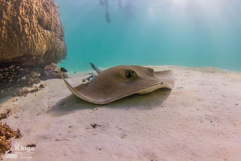 Ningaloo Reef Whale Shark Snorkeling Adventure Apr-July - Accommodation in Bendigo 12