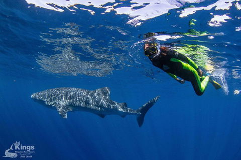 Ningaloo Reef Whale Shark Snorkeling Adventure Apr-July - Accommodation in Bendigo 10