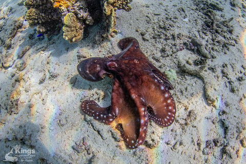 Ningaloo Reef Whale Shark Snorkeling Adventure Apr-July - Accommodation in Bendigo 11