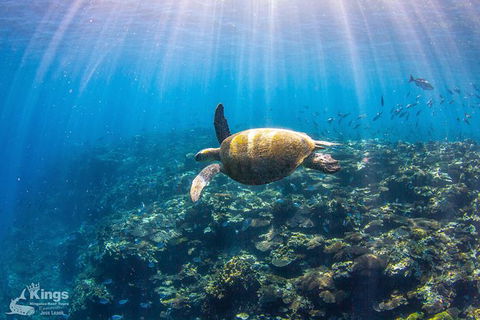 Ningaloo Reef Whale Shark Snorkeling Adventure Apr-July - Accommodation in Bendigo 3