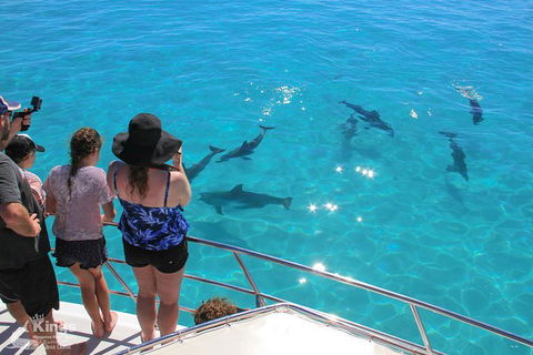 Ningaloo Reef Whale Shark Snorkeling Adventure Apr-July - Accommodation in Bendigo 4